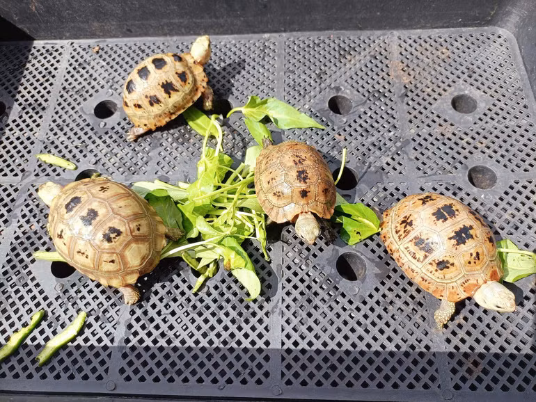 Trong cơ thể rùa có nhiều loài ký sinh có thể gây hại ở người. Trong cơ thể rùa có nhiều loài ký sinh có thể gây hại ở người.