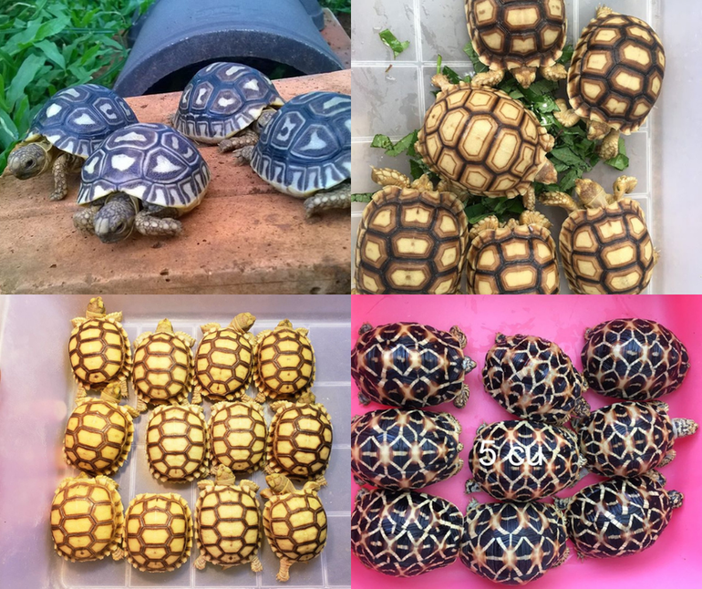 Một số loại rùa được rao bán trên mạng xã hội Facebook.