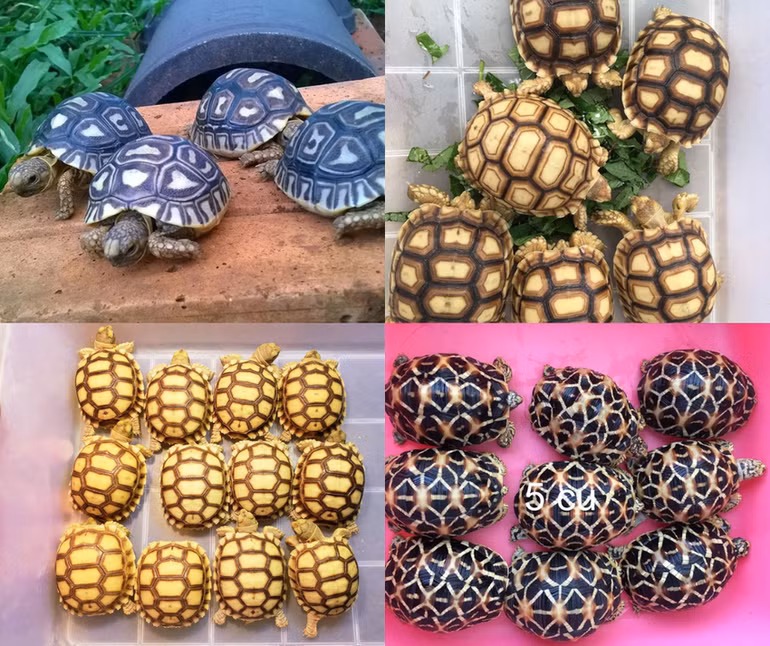 Một số loại rùa được rao bán trên mạng xã hội Facebook. Một số loại rùa được rao bán trên mạng xã hội Facebook.