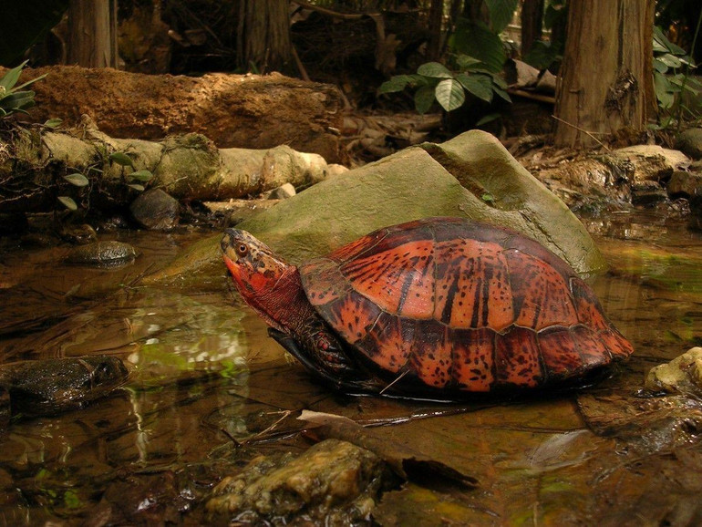 Một cá thể rùa hộp trong tự nhiên. (Ảnh: Chương trình bảo tồn rùa châu Á)