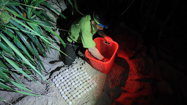 Cán bộ kiểm lâm "làm bà đỡ" cho vích Côn Đảo. (Ảnh: Sơn Bách)