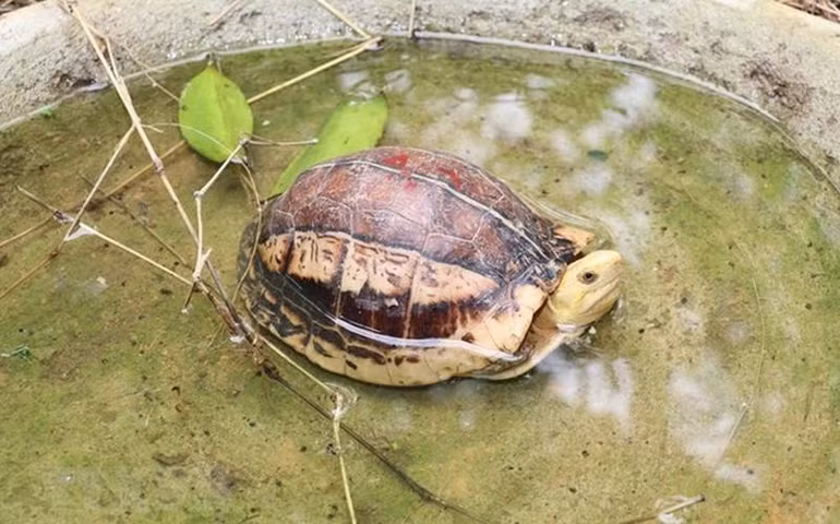 Một cá thể rùa tại khu cách ly của Trung tâm cứu hộ, bảo tồn và phát triển sinh vật Cúc Phương thuộc Vườn Quốc gia Cúc Phương ở huyện Nho Quan, tỉnh Ninh Bình. (Ảnh: Đức Phương/TTXVN) Một cá thể rùa tại khu cách ly của Trung tâm cứu hộ, bảo tồn và phát triển sinh vật Cúc Phương thuộc Vườn Quốc gia Cúc Phương ở huyện Nho Quan, tỉnh Ninh Bình. (Ảnh: Đức Phương/TTXVN)