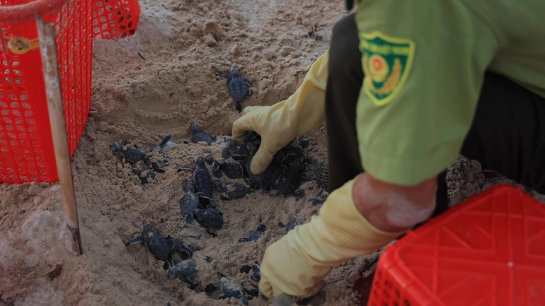 Ấp nở cho vích Côn Đảo. (Ảnh: Sơn Bách)