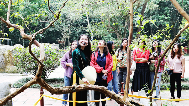 Cây ổi thiêng cạnh mộ Vua Lê Thái Tổ.