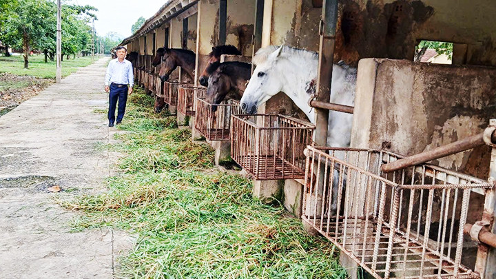 Trưởng trại Nguyễn Văn Minh tại khu vực nuôi ngựa để lấy máu nghiên cứu huyết thanh ngừa bệnh dại, rắn độc. Trưởng trại Nguyễn Văn Minh tại khu vực nuôi ngựa để lấy máu nghiên cứu huyết thanh ngừa bệnh dại, rắn độc.