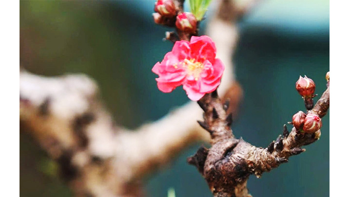 Ảnh: NGÔ MINH ĐẠO