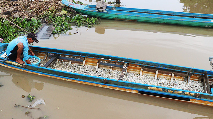 Một ngư dân trúng được mẻ lớn cá linh. Một ngư dân trúng được mẻ lớn cá linh.