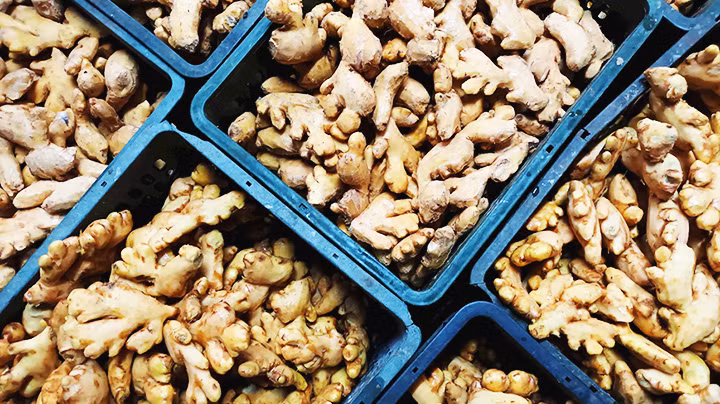 Những củ gừng to được chọn mua từ vùng Lao Bảo.