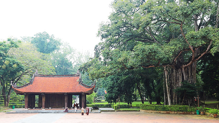 Cây di sản đa - thị hơn 300 năm tuổi.