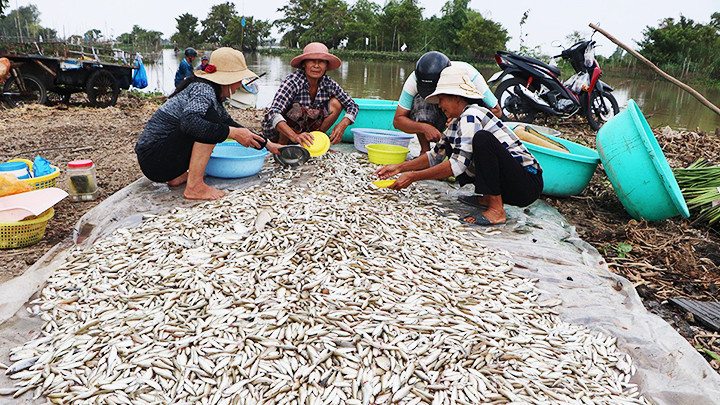 Mỗi ngày người dân đánh bắt được hàng chục tấn cá linh. Mỗi ngày người dân đánh bắt được hàng chục tấn cá linh.
