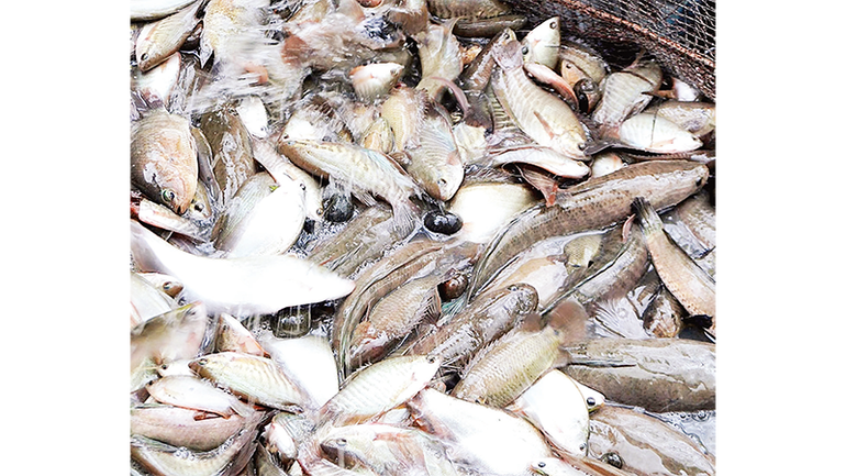 Dùng lưới chụp đìa ở vùng nông thôn xã Khánh Hải, huyện Trần Văn Thời, tỉnh Cà Mau..