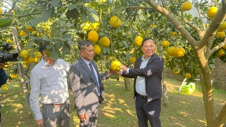 Bí thư Tỉnh ủy Hòa Bình Nguyễn Phi Long (phải) thăm vườn bưởi tại huyện Yên Thủy.