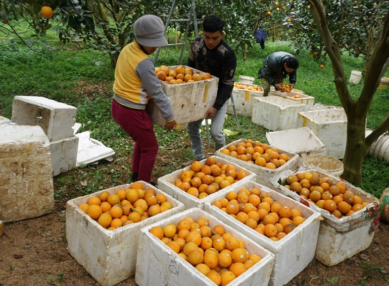Cam Cao Phong được dán tem truy xuất nguồn gốc trước khi cung cấp cho các siêu thị tại Hà Nội.