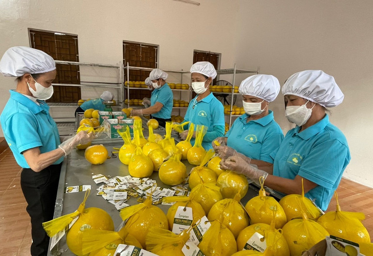 Công nhân Công ty RYB đóng túi lưới và gắn mác bưởi trước khi xuất khẩu sang Anh Quốc.
