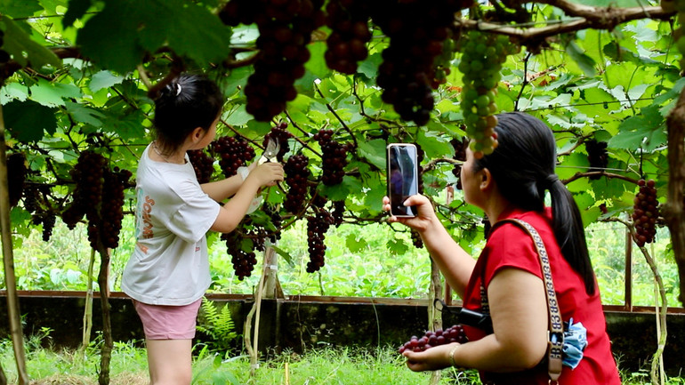 Các em nhỏ rất thích thú với trải nghiệm cắt nho tại vườn.