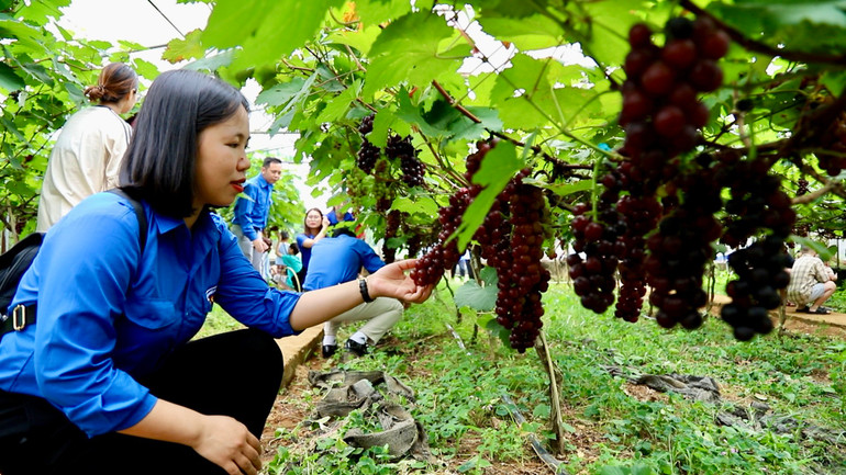 Vườn nho đang thu hút đông đảo du khách trải nghiệm.