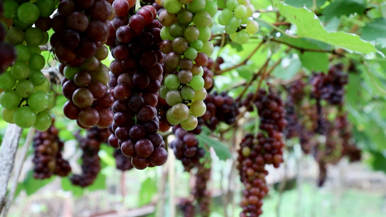 Với diện tích hơn 3.000m2, du khách sẽ được thỏa thích đắm chìm vào "rừng nho" đầy thú vị.