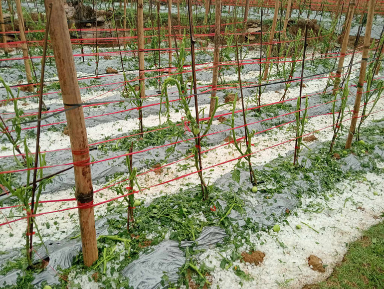 Ruộng cà chua của bà con bị dập nát vì mưa đá kéo dài. Ruộng cà chua của bà con bị dập nát vì mưa đá kéo dài.