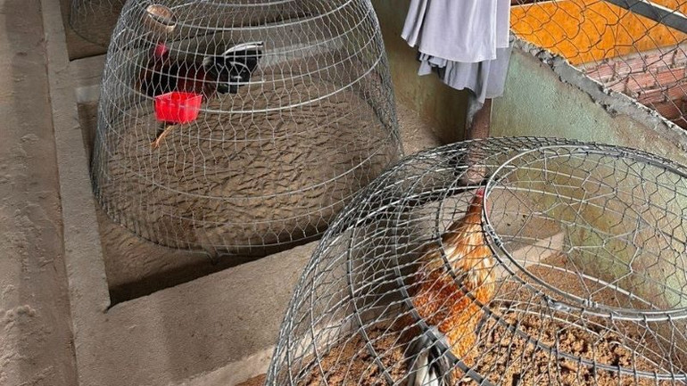 Gà đá tại tụ điểm đá gà do đối tượng Trương Vương Tuấn tổ chức