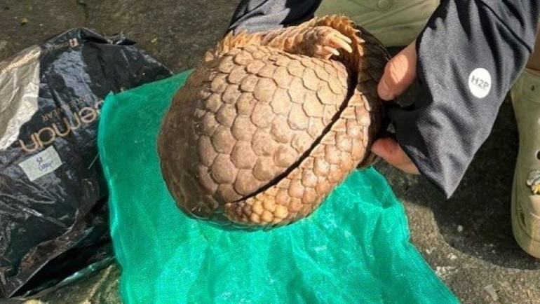 Tê tê Java do đối tượng Mai Văn Đại đi giao bị Công an phát hiện bắt giữ. Tê tê Java do đối tượng Mai Văn Đại đi giao bị Công an phát hiện bắt giữ.