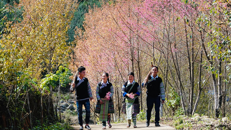 Hoa Tớ dày nở rộ trên các sườn núi Mù Cang Chải. (Ảnh: THANH SƠN)