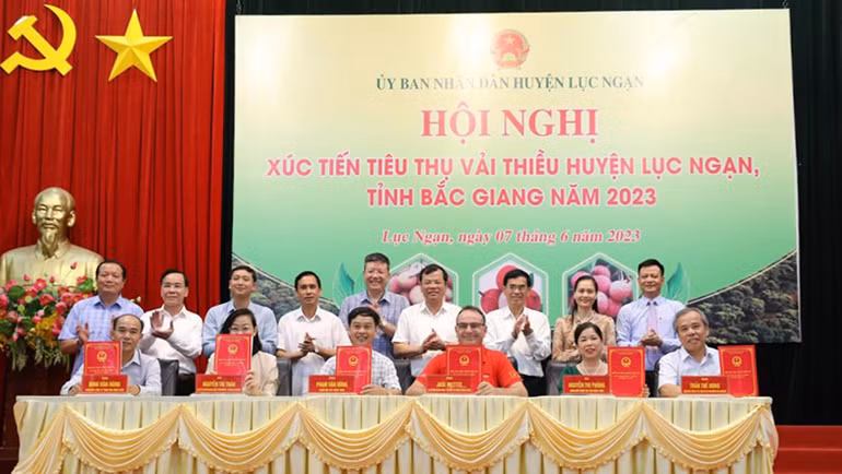 WCM dự kiến tiêu thụ 200 tấn vải thiều Lục Ngạn.