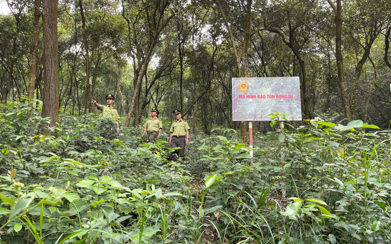 Mô hình bảo tồn rừng dẻ ở xã Hoàng Hoa Thám, thành phố Chí Linh mang lại hiệu quả kinh tế cao cho các chủ rừng.