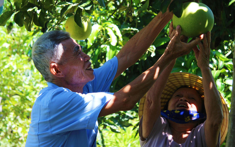 Ra vườn nhà, ông bà Đặng Đình Thuận chọn trái bưởi ngon nhất để đặt lên bàn thờ Bác Hồ.