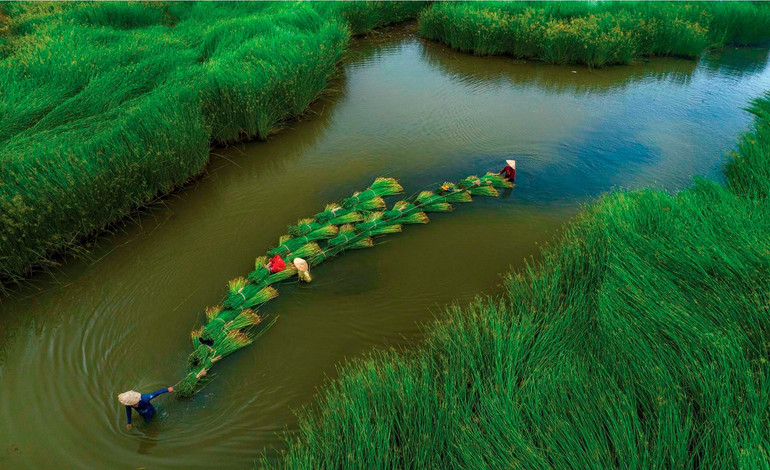 Kéo cói về nhà (Bình Định). Kéo cói về nhà (Bình Định).