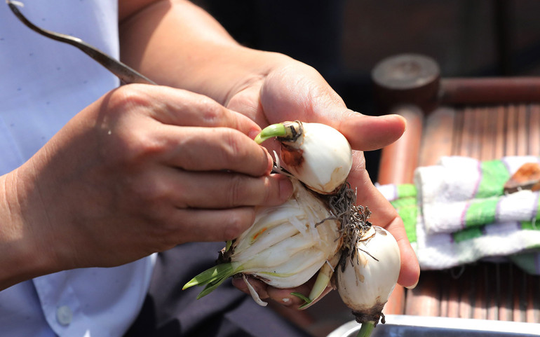 Kỹ thuật gọt củ đòi hỏi sự khéo léo và kiên nhẫn.