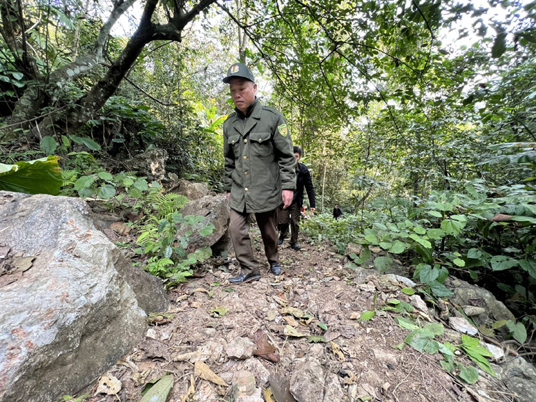 Đá tai mèo là “đặc sản” của rừng đặc dụng ở Bắc Kạn. Đất lẫn đá tai mèo là thiên đường cho sự phát triển của những loài gỗ quý hiếm, như: nghiến, trai nhưng lại rất nguy hiểm cho các tổ tuần rừng vì đá sắc nhọn, nhiều khe, hang sâu.