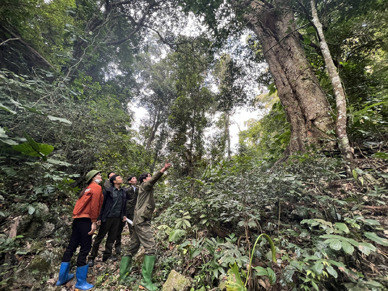 Tổ tuần rừng Thẳm Mu kiểm tra một cây nghiến cổ thụ khu vực gần đến Lủng Pảng. Chưa có thống kê chính thức nhưng ước tính hiện những khu rừng đặc dụng ở Bắc Kạn còn hàng vạn cây nghiến hàng trăm năm tuổi. Sau giai đoạn bị chặt phá nhiều vào những năm 2010 đến 2015 thì hiện nay hầu hết các rừng nghiến ở Bắc Kạn đang được bảo vệ tốt.