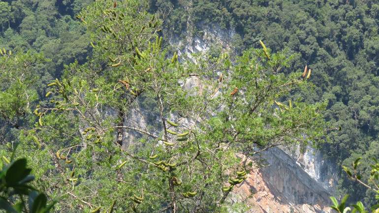 Một trong số khoảng 3 cây du sam đá vôi (thông đá) trưởng thành cuối cùng ở Việt Nam hiện đang sinh trưởng trên đỉnh núi ở rừng Kim Hỷ. Giữ bí mật vị trí những cây này đang là một nhiệm vụ quan trọng vì vậy cũng rất hạn chế chụp ảnh toàn bộ cây.