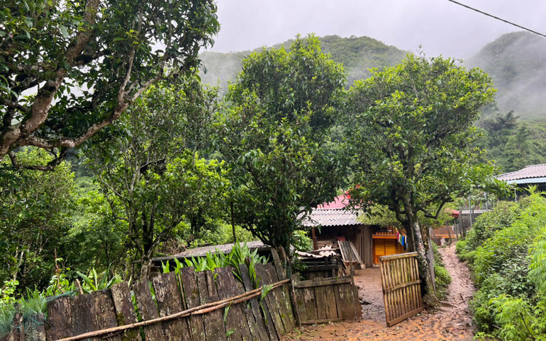 Những cây trà lâu năm. (Ảnh: PHAN HỒNG)