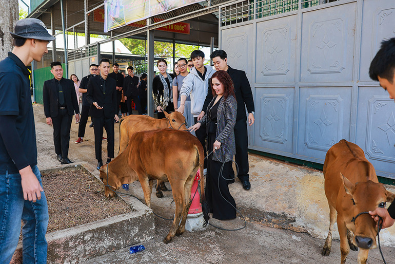 Tặng bò tạo sinh kế cho các hộ nghèo.