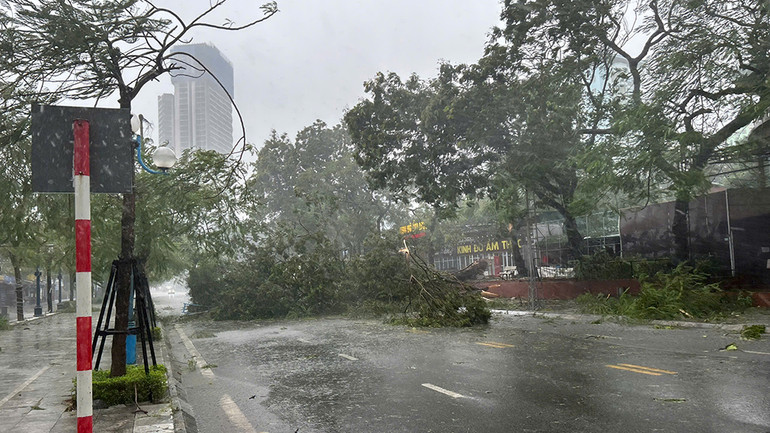 Cây xanh đổ la liệt. Cây xanh đổ la liệt.