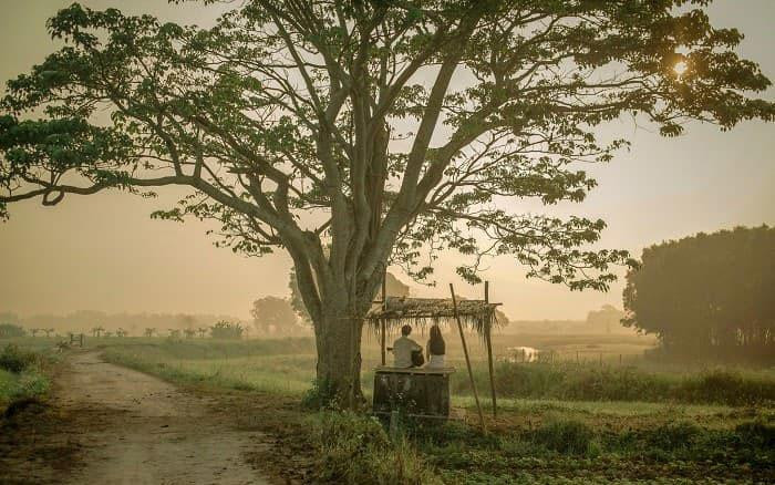 Cây cô đơn trong phim "Mắt biếc". (Ảnh: Đoàn làm phim cung cấp)