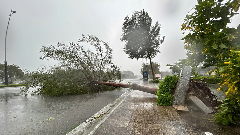 Cây bị đổ có rễ khá dài và nằm trong bồn bê-tông nhưng vẫn bị gió mạnh quật ngã.