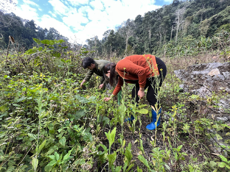 Trên đường trở về, đến vùng đệm, Trưởng thôn Thẳm Mu Bàn Văn Quốc tranh thủ cùng thành viên nhặt chút rau cải nương gieo từ trước để lo bữa cơm chiều. Anh Quốc cho biết: “Mức khoán bảo vệ rừng hiện rất thấp, tuy nhiên, phần lớn người dân đều đã nhận thức được tầm quan trọng của việc giữ rừng nên nhiệt tình tham gia”.