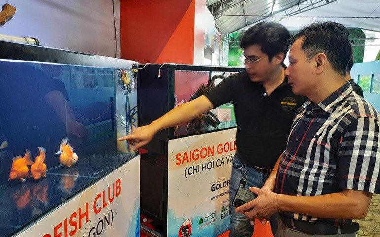 Trưng bày cá cảnh của các đơn vị nuôi cá cảnh trên địa bàn Thành phố Hồ Chí Minh.