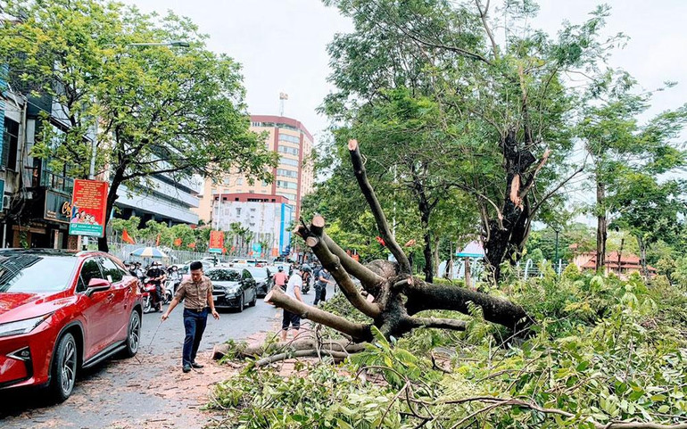 Nhiều cây xanh lớn trên các tuyến phố bị gãy đổ.