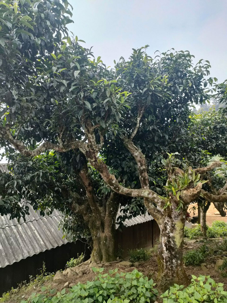 Những cây trà cổ thụ ở Yên Bái. (Ảnh: PHAN HỒNG)