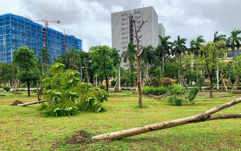 Cây đổ trên đường Trần Phú (quận Ngô Quyền).