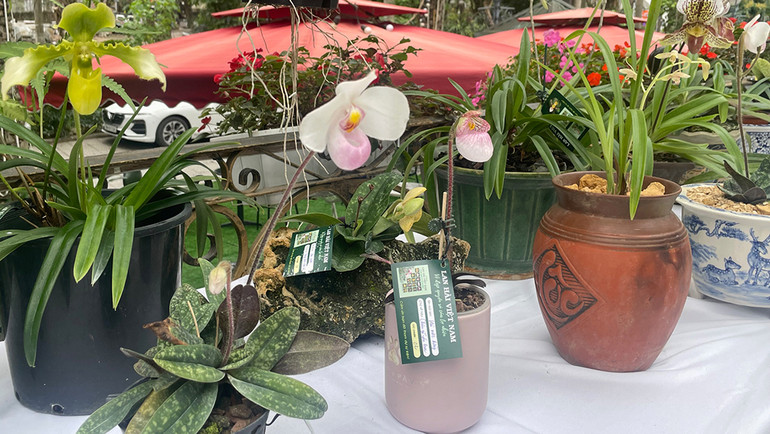 Các loài lan hài hiếm cũng được trưng bày tại buổi ra mắt sách. Các loài lan hài hiếm cũng được trưng bày tại buổi ra mắt sách.