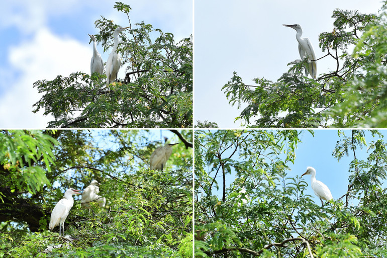 Từ năm 1990 trở lại đây, chùa Hang trở thành nơi quần tụ của nhiều loại chim, trong khuôn viên chùa có hàng trăm cá thể chim các loại, nhiều nhất là cò trắng, cò ngà, cò cổ đỏ và diệc.