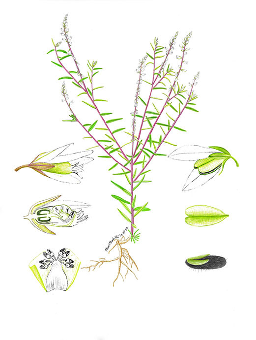 Một tác phẩm của họa sĩ Thanh Nhã.