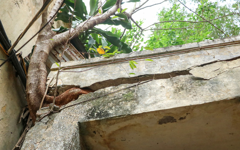 Rễ cây mọc xuyên qua những bức tường, tiềm ẩn nhiều nguy hiểm.