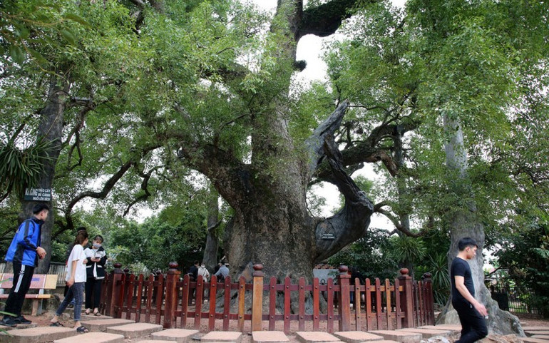 Cây dã hương nghìn năm tuổi. (Ảnh: Báo Văn Nghệ)