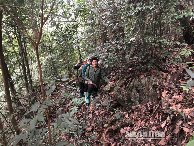 Rất nhiều thành viên các tổ tuần rừng là chị em phụ nữ đồng bào dân tộc thiểu số. Năm 2022, tại Khu Bảo tồn thiên nhiên Kim Hỷ và Khu Bảo tồn loài và sinh cảnh Nam Xuân Lạc, lực lượng Kiểm lâm đã phối hợp với chính quyền xã, các tổ nhận khoán bảo vệ rừng tổ chức tuần tra, kiểm tra rừng được 470 cuộc với 2.121 lượt người tham gia.