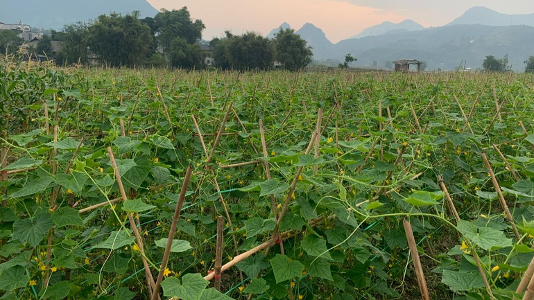 Dưa chuột là cây trồng đem lại hiệu quả kinh tế cao cho người dân xã Mường Kim.